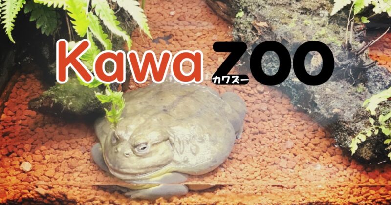 【河津町・KawaZoo（カワズー）】世界中の珍しいカエルが１２０種・２０００匹♪〈ちゅんころもちレポート〉